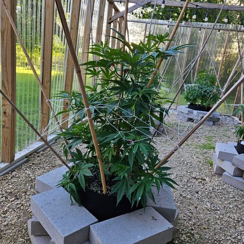 Harlequin growlog photo: Gettin' big!! 😍🥰