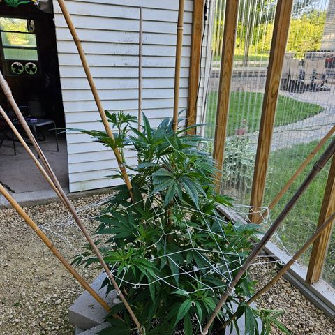 Harlequin growlog timeline photo