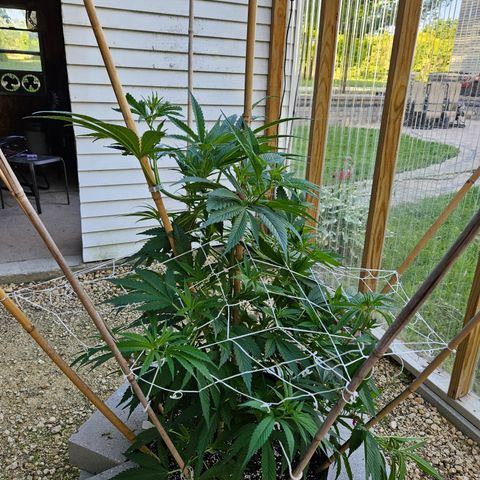 Harlequin growlog photo: Gettin' big!! 😍🥰