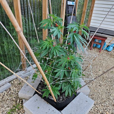 Cannatonic growlog photo: Gettin' big!! 😍🥰