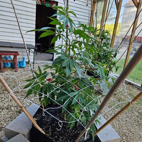 Cannatonic growlog timeline photo
