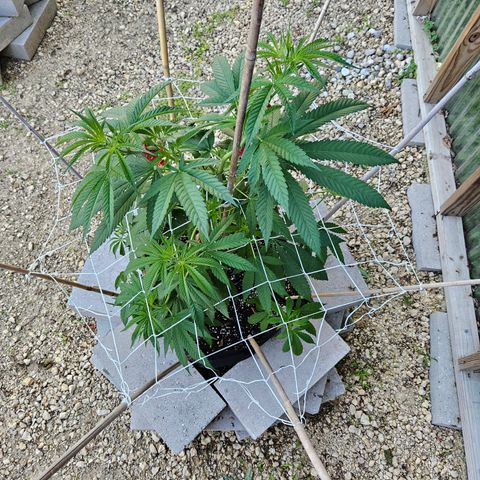 Cannatonic growlog timeline photo