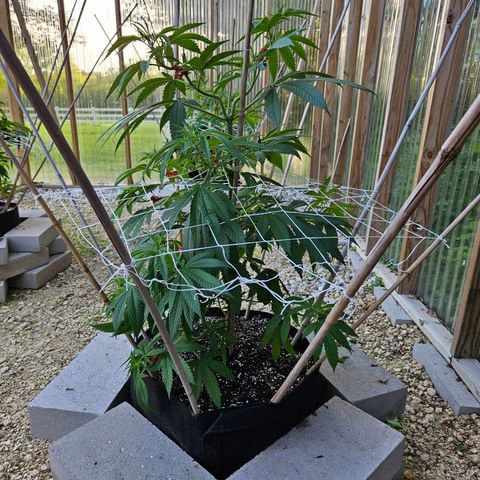 Cannatonic growlog timeline photo
