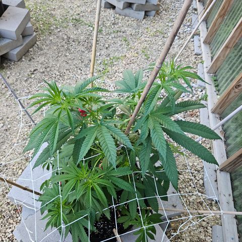 Cannatonic growlog timeline photo