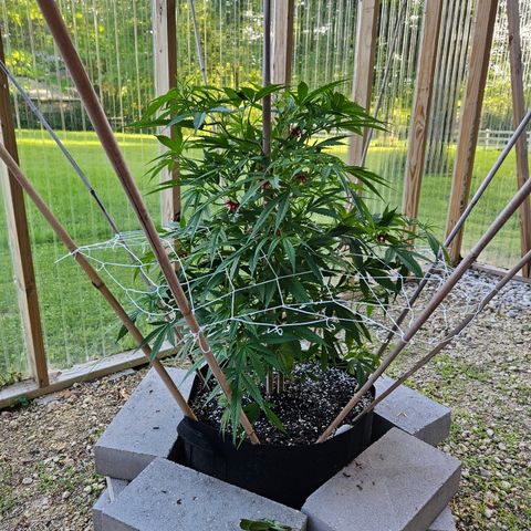 Blue Dream growlog photo: Gettin' big!! 😍🥰