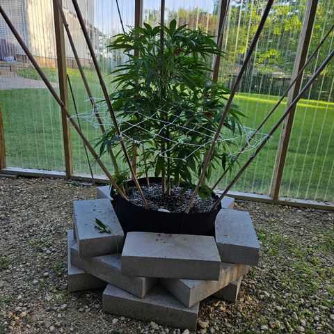 Blue Dream growlog timeline photo