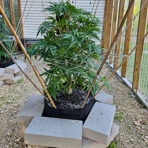 Blue Dream growlog timeline photo