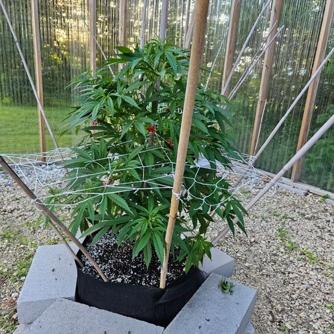 Blue Dream growlog timeline photo