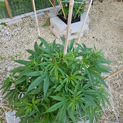 Blue Dream growlog timeline photo