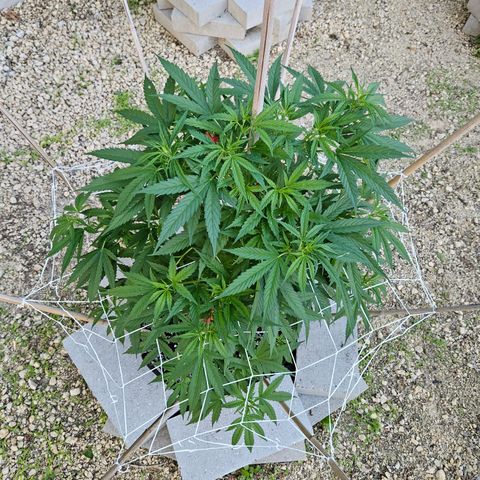 Blue Dream growlog timeline photo