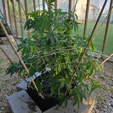 Blueberry growlog photo: Gettin' big!! 😍🥰
Strange leaf coloring on her... 🤔