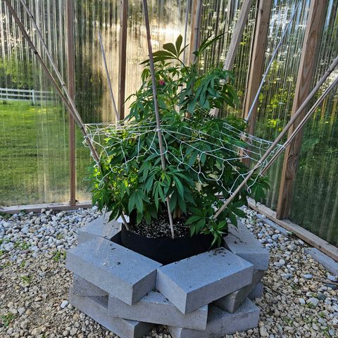 Blueberry growlog photo: Gettin' big!! 😍🥰
Strange leaf coloring on her... 🤔