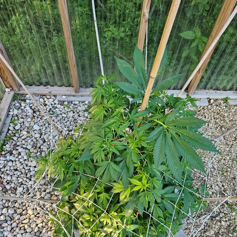 Blueberry growlog photo: Gettin' big!! 😍🥰
Strange leaf coloring on her... 🤔