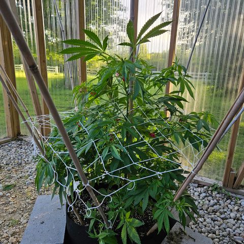 Blueberry growlog photo: Gettin' big!! 😍🥰
Strange leaf coloring on her... 🤔