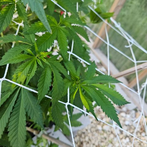 Blueberry growlog photo: Gettin' big!! 😍🥰
Strange leaf coloring on her... 🤔