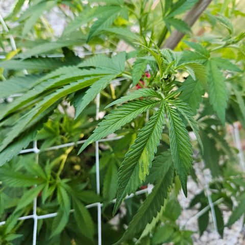 Blueberry growlog photo: Gettin' big!! 😍🥰
Strange leaf coloring on her... 🤔