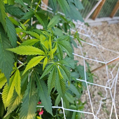 Blueberry growlog photo: Gettin' big!! 😍🥰
Strange leaf coloring on her... 🤔