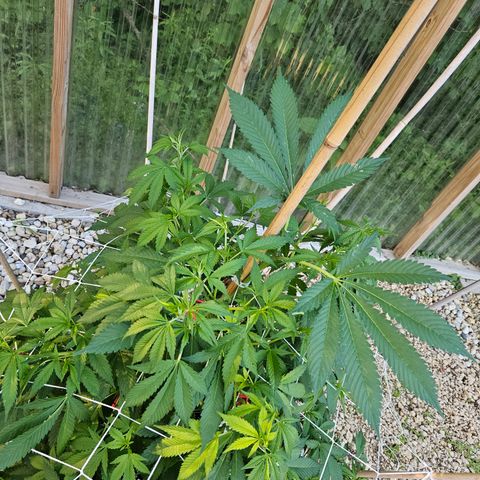 Blueberry growlog timeline photo