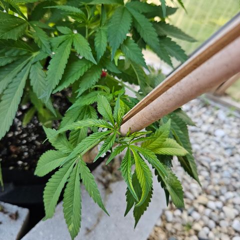 Blueberry growlog photo: Gettin' big!! 😍🥰
Strange leaf coloring on her... 🤔