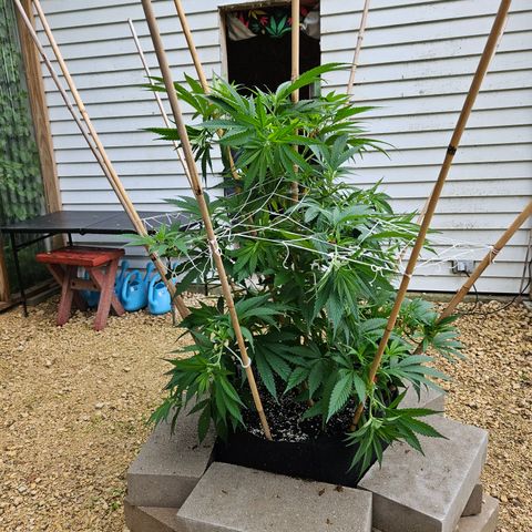 Harlequin growlog timeline photo
