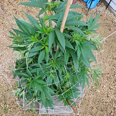 Harlequin growlog timeline photo