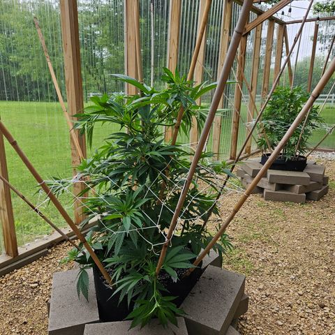Harlequin growlog photo: A bit more super cropping!