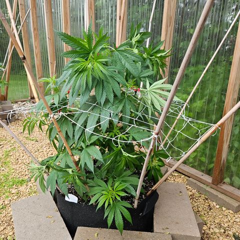 Cannatonic growlog photo: A bit more super cropping!