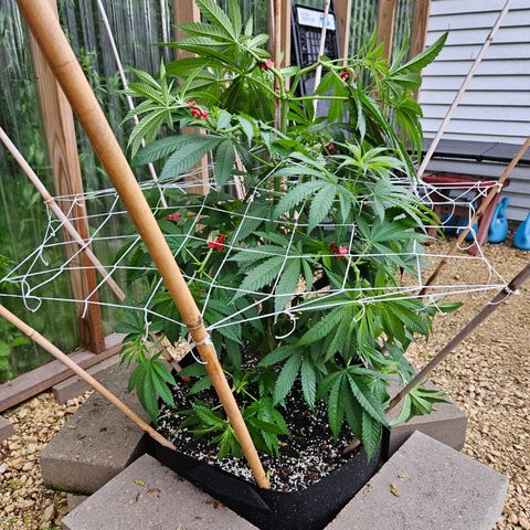 Cannatonic growlog timeline photo