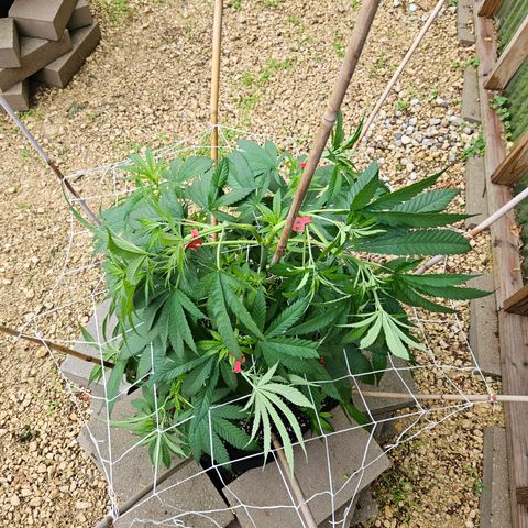 Cannatonic growlog timeline photo
