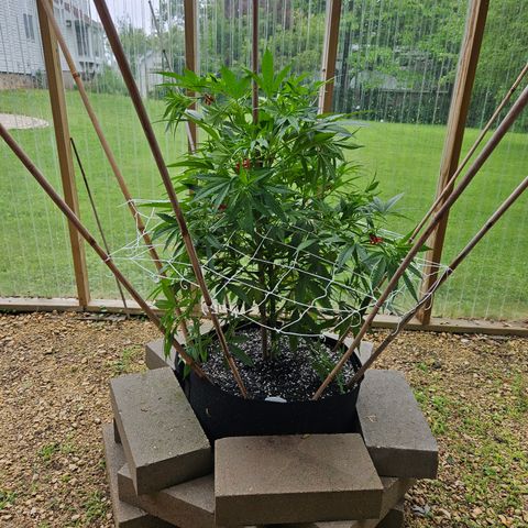 Blue Dream growlog photo: A bit more super cropping!