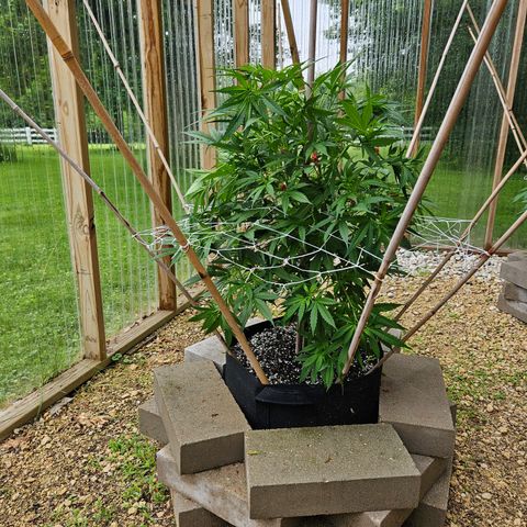 Blue Dream growlog timeline photo