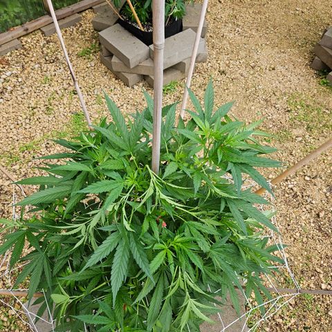 Blue Dream growlog timeline photo
