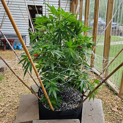 Blue Dream growlog timeline photo