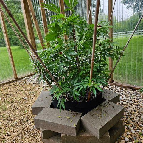 Blueberry growlog timeline photo