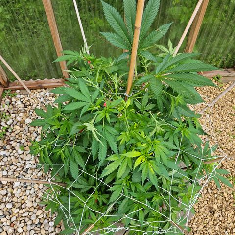 Blueberry growlog timeline photo