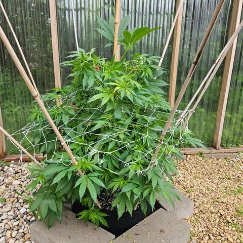 Blueberry growlog photo: A bit more super cropping!