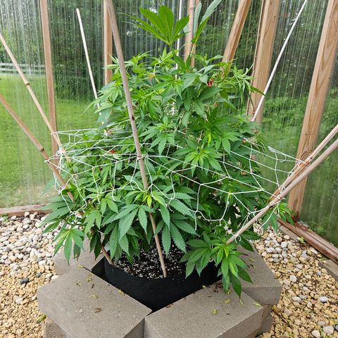 Blueberry growlog timeline photo