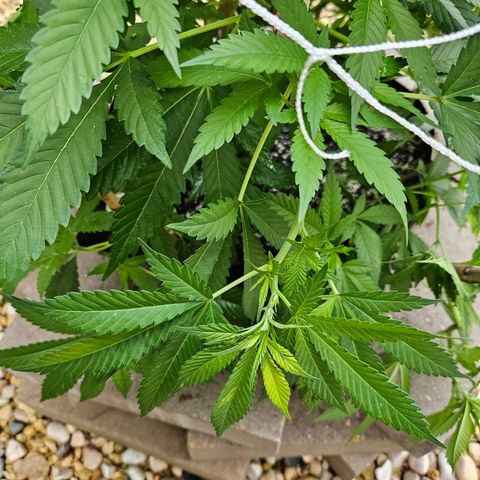 Blueberry growlog photo: I have also l learned that the different colored leaves is a genetics thing, or just sometimes happens and it is nothing to be concerned about! I think she looks pretty cool!!🥰🥰🥰🌞🌞🌞💓💓💓