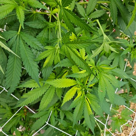 Blueberry growlog photo: I have also l learned that the different colored leaves is a genetics thing, or just sometimes happens and it is nothing to be concerned about! I think she looks pretty cool!!🥰🥰🥰🌞🌞🌞💓💓💓