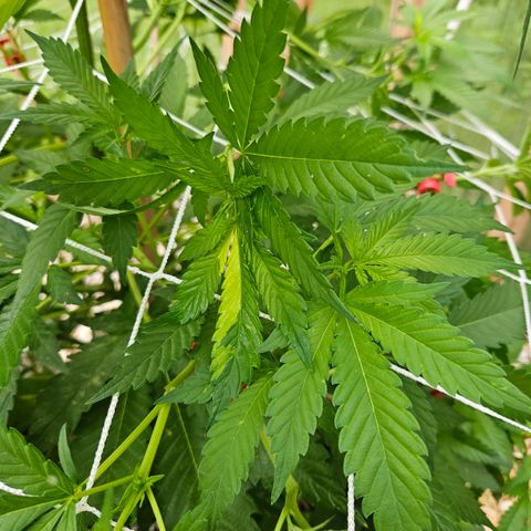 Blueberry growlog photo: I have also l learned that the different colored leaves is a genetics thing, or just sometimes happens and it is nothing to be concerned about! I think she looks pretty cool!!🥰🥰🥰🌞🌞🌞💓💓💓