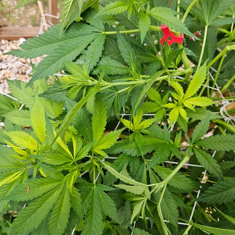 Blueberry growlog photo: I have also l learned that the different colored leaves is a genetics thing, or just sometimes happens and it is nothing to be concerned about! I think she looks pretty cool!!🥰🥰🥰🌞🌞🌞💓💓💓