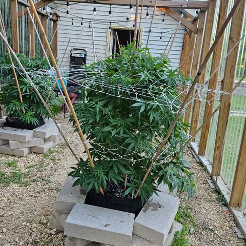 Blue Dream growlog timeline photo