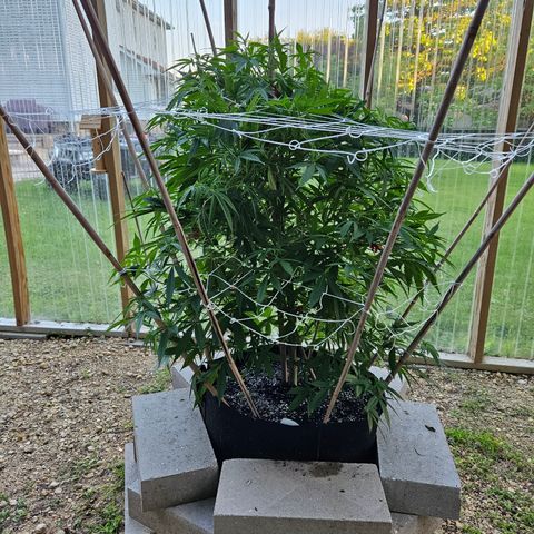Blue Dream growlog timeline photo