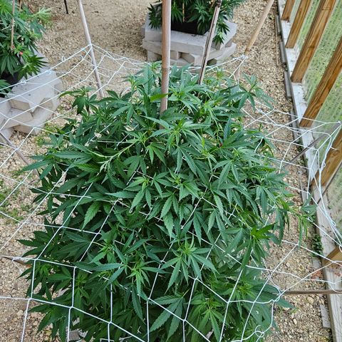 Blue Dream growlog timeline photo