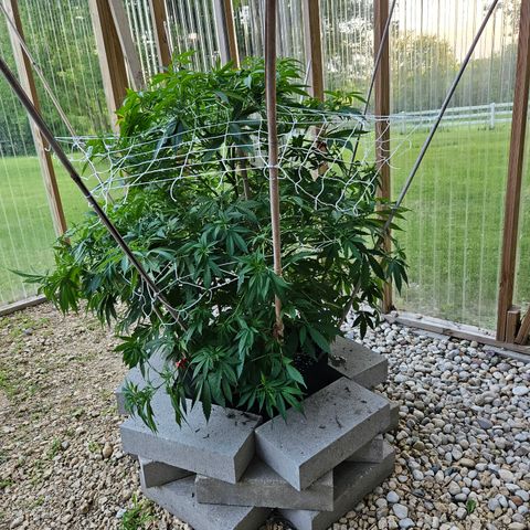 Blueberry growlog timeline photo