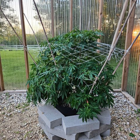 Blueberry growlog timeline photo