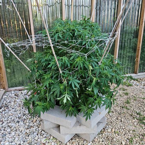 Blueberry growlog photo: After some super cropping!