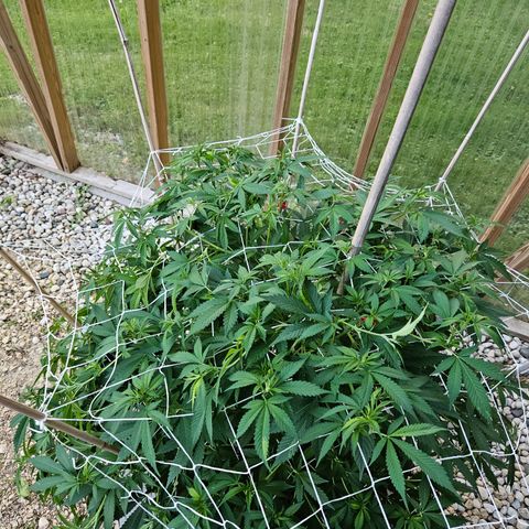 Blueberry growlog timeline photo