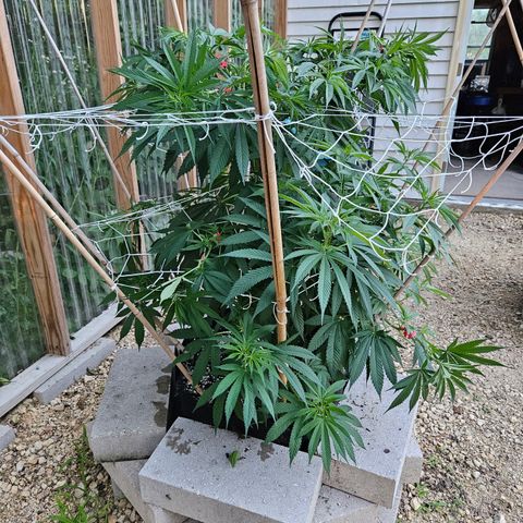 Cannatonic growlog photo: After some super cropping!