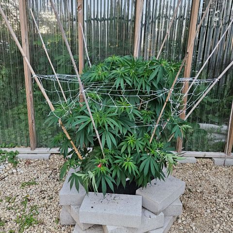 Cannatonic growlog timeline photo